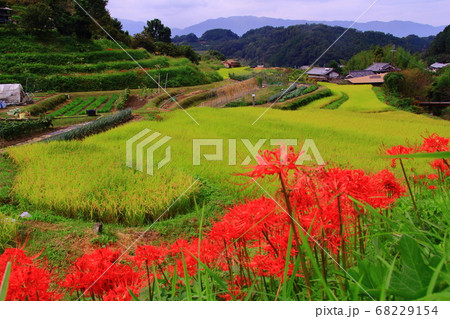 明日香村（奈良県明日香村）細川地区に咲く彼岸花 68229154
