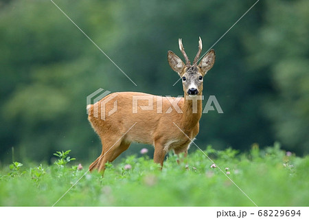 Roe deer buck standing on meadow in summertime nature. 68229694