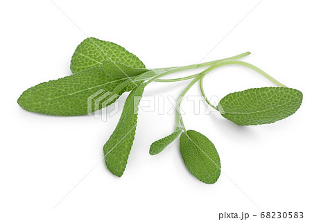 Sage herb leaves isolated on white background with clipping path and full depth of field. Top view. Flat lay Sage herb leaves isolated on white background with clipping path and full depth of field. Top view. Flat lay 68230583
