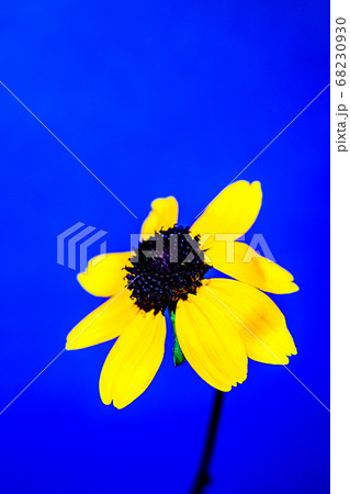 夏らしい花 夏らしい花 68230930