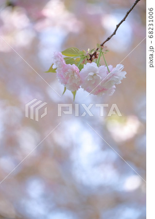 背景に同化する美しい桜 名古屋市 東山動植物園 の写真素材