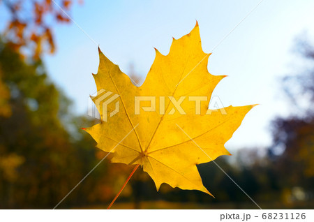Maple leaf against a cloudy sky. Maple leaf against a cloudy sky. 68231126