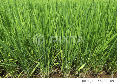水田の稲 68231169