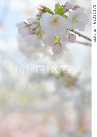 美しい色のさくら 静香桜 愛知県 名古屋市 東山動植物園 の写真素材