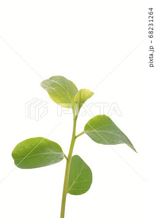 ケイパー 68231264