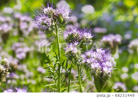 Lacy phacelia flower, blue tansy or purple tansy Lacy phacelia flower, blue tansy or purple tansy 68231449