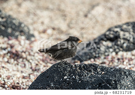 Galapagos Darwin Finches. Small Ground Finch seen on Galapagos Islands. Darwin Finches are the central animals Charles Darwins book On the Origin of Species describing evolution by natural selection 68231719