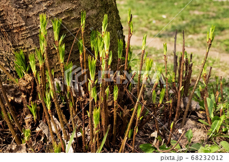 Branches with green buds blooming close up Branches with green buds blooming close up 68232012