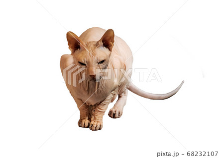Sphynx cat sitting isolated on white background 68232107