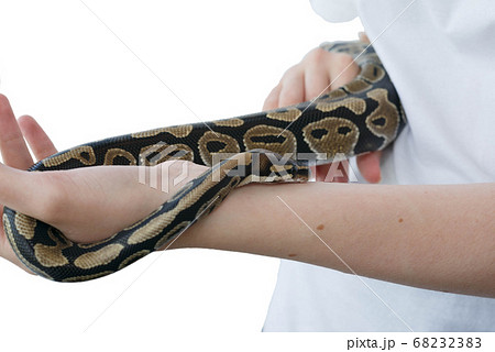 Hands of a girl and a young royal snake. A Hands of a girl and a young royal snake. A 68232383