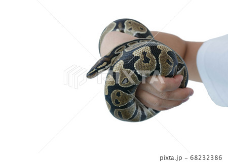 The image of the royal or ball python on the hand The image of the royal or ball python on the hand 68232386