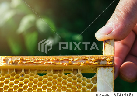 Propolis bee glue. How it helps heal wounds and fight bacteria. Apitherapy. Top views. Propolis bee glue. How it helps heal wounds and fight bacteria. Apitherapy. Top views. 68234395