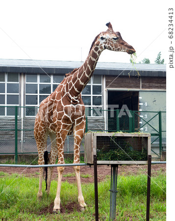 キリン キリン 68234413