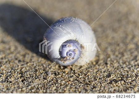 奄美大島の砂浜に漂着したルリガイ 68234675