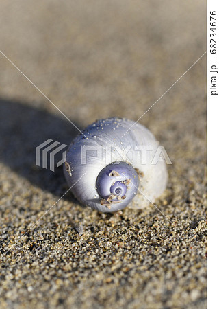 奄美大島の砂浜に漂着したルリガイ 68234676