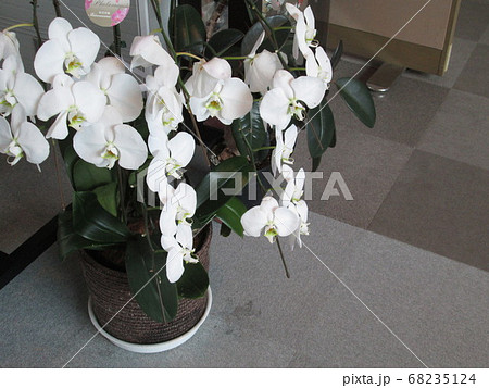 白い蘭の花の写真素材