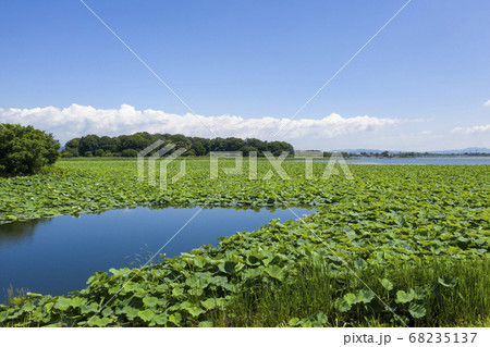 多々良沼 多々良沼 68235137
