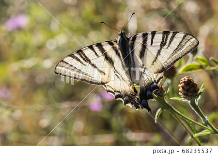 Sail moth (Iphiclides podalirius) 68235537