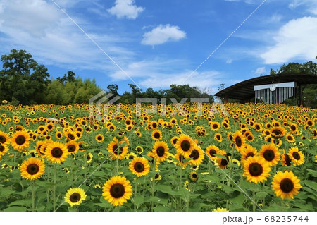 馬見丘陵公園のひまわり 68235744