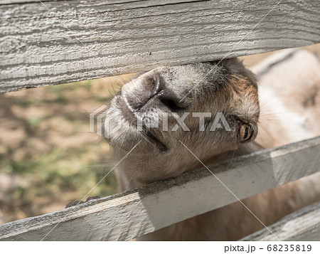 A goat peeks out from behind a wooden paddock. A goat peeks out from behind a wooden paddock. 68235819