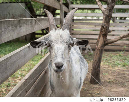 A goat in a close-up paddock. Pet. A goat in a close-up paddock. Pet. 68235820