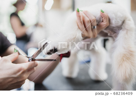 Grooming of dogs and small animals in the grooming salon. Grooming of dogs and small animals in the grooming salon. 68236409