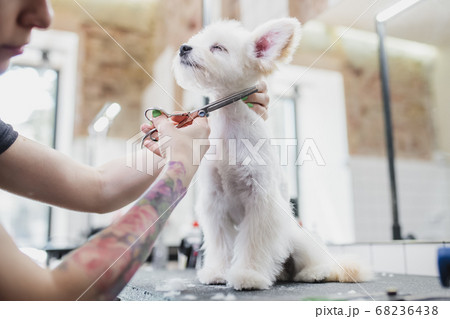 Grooming of dogs and small animals in the grooming salon. 68236438
