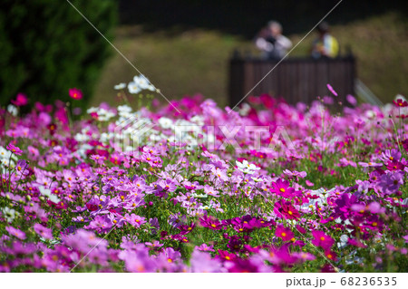 庄原備北丘陵公園のコスモス 68236535