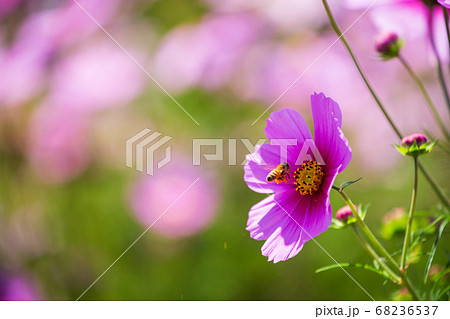 庄原備北丘陵公園のコスモスとミツバチ 68236537