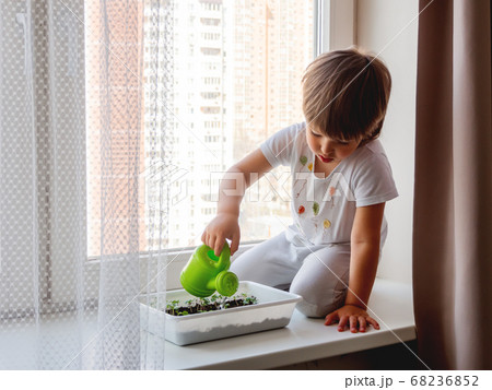 Toddler boy sits on windowsill and waters small green seedlings of basil. Little child with green watering can. Kid's first first duties at home. 68236852