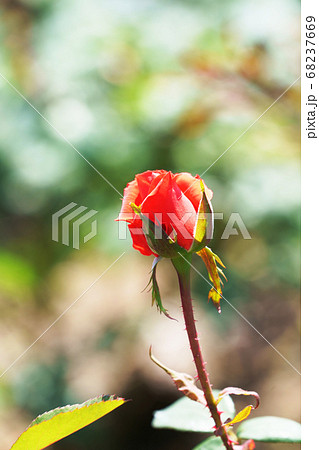 真っ赤なバラの花 68237669