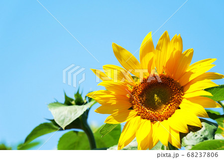 夏空とひまわりの花 夏空とひまわりの花 68237806
