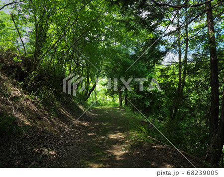 林道　花の山 68239005
