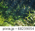 十二湖の青池の透明感 68239054