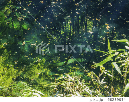 十二湖の青池の透明感 十二湖の青池の透明感 68239054