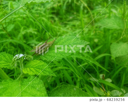 Camouflage two grasshoppers on green grass	 68239256