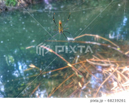 A spider web in nature background	 68239261