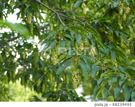 クマシデ 68239493