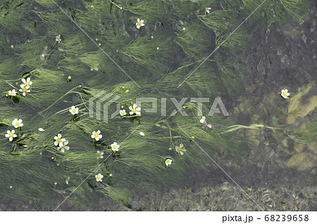 梅花藻 5/5 「残ってほしい原風景」 梅花藻 5/5 「残ってほしい原風景」 68239658