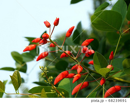 アメリカデイゴの蕾いっぱい 68239691