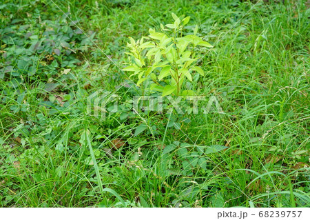 雑草 68239757