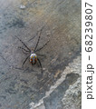 A spider web in nature background 68239807