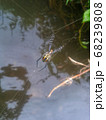 A spider web in nature background 68239808