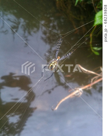 A spider web in nature background A spider web in nature background 68239808