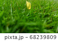 Yellow flowers between the green leaves with flies 68239809