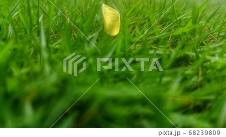 Yellow flowers between the green leaves with flies 68239809