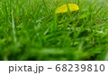 Yellow flowers between the green leaves with flies 68239810