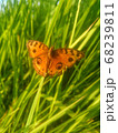 A butterfly perched on a thatch	 68239811