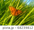 A butterfly perched on a thatch	 68239812