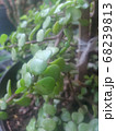 Small leafy potted ornamental plants - Image	 68239813